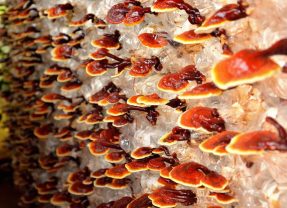 Amazing Benefits of Reishi Mushrooms